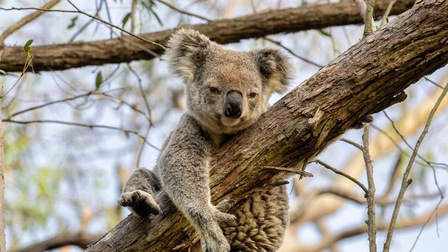 A koala at Geham, Queensland. A new proposed solar farm in the North Burnett is allegedly to be built on koala habitat. Source: Jan Clewett