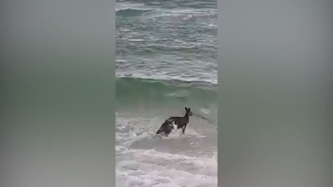 Police rescue drowning Kangaroo