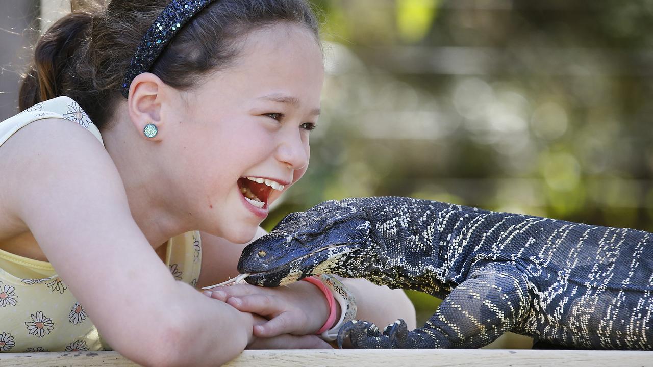 Healesville Sanctuary has a new nature play area where you can get up close to nature like Chantilly the lace monitor lizard. Picture: David Caird