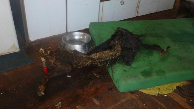 The decaying remains of a dog at the property. Photo Supplied RSPCA