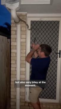 'Bitey' python lunges at snake catcher in QLD