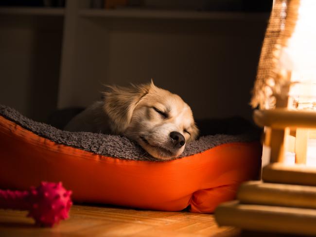 The very best products to look after your pets this summer.Picture: iStock.