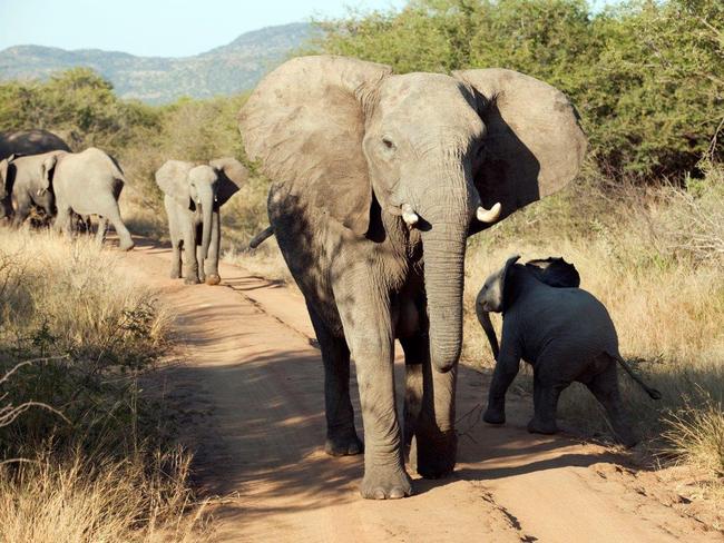 Elephants on the move for King William Travel's Game parks of Africa feature in Escape