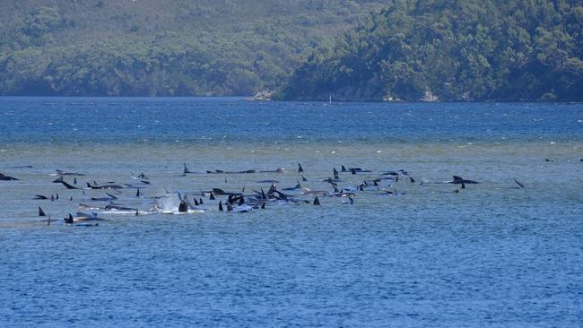 Hundreds of pilot whales stranded on a sandbank at Macquarie Heads, near Strahan in Tasmania's north west. Photo: Ryan Bloomfield