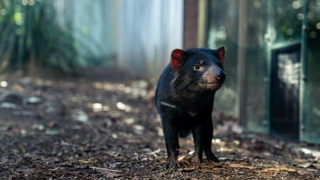 A Tasmanian devil at Wild Life Sydney Zoo. For TasWeekend travel story. Picture: Supplied