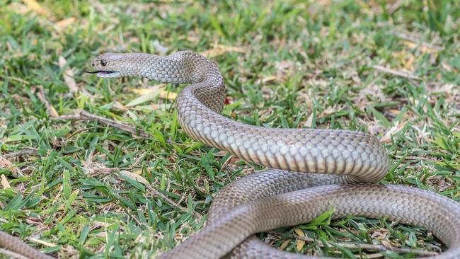 A teenage boy has been bitten by a snake in Tatura.