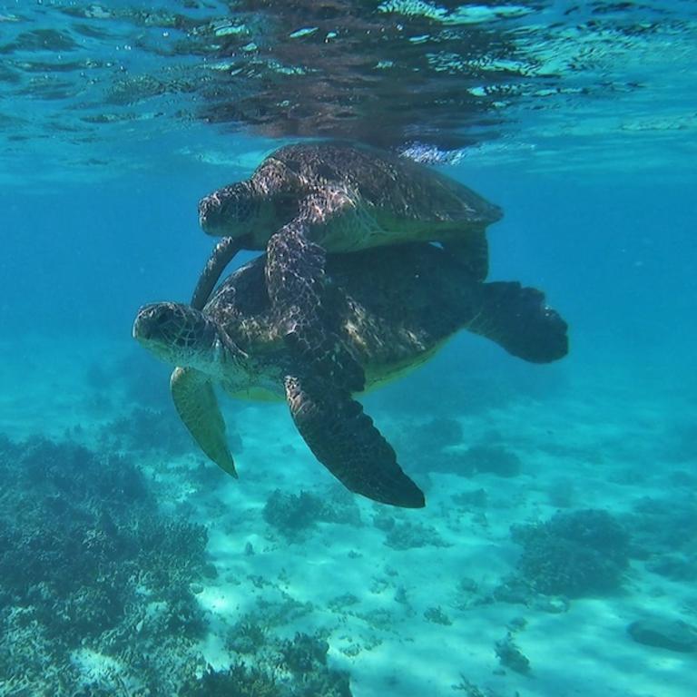 Turtles can be quite aggressive during mating season and male turtles will bite at the flippers and neck of a rival and try to pull him away. Picture: WWF Australia