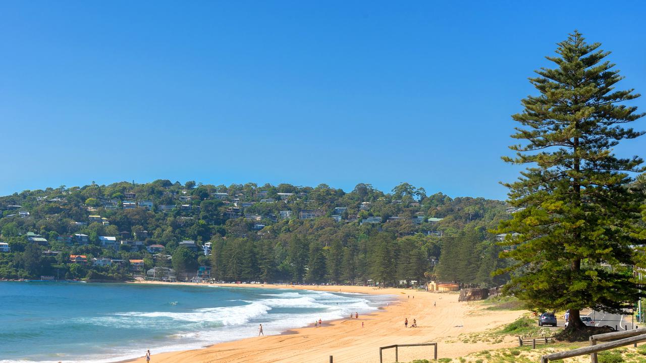 A school of 10-15 hammerhead sharks were spotted swimming at Palm Beach, forcing swimmers to evacuate from the water. Photo: Getty