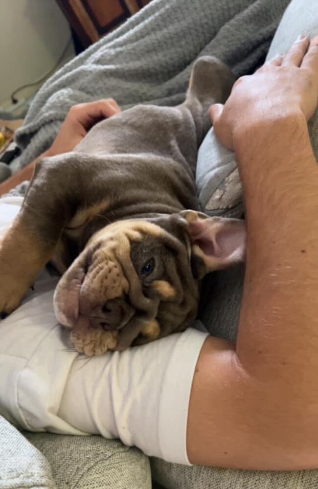 Koko: Cherie Ann's 12 week old British Bulldog