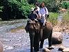 Riding elephants in Chiang Mai