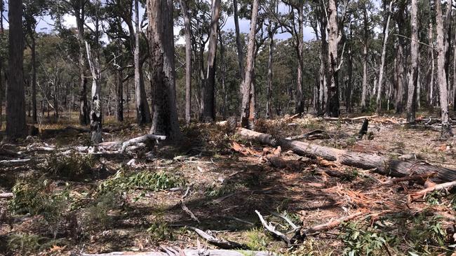 1295ha of forest in the area has been damaged by illegal firewood gathering. Picture: TASMANIA POLICE