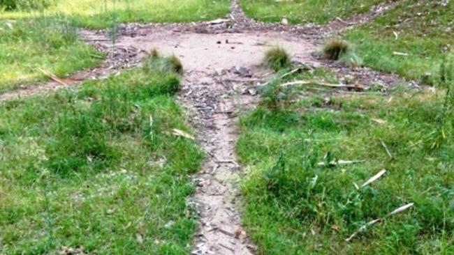 A meat ant trail in Queensland showing how the insects clear paths free of any vegetation.