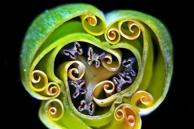 Nikon Small World 2019 9th Place - Tulip bud cross section Andrei Savitsky Cherkassy, Ukraine