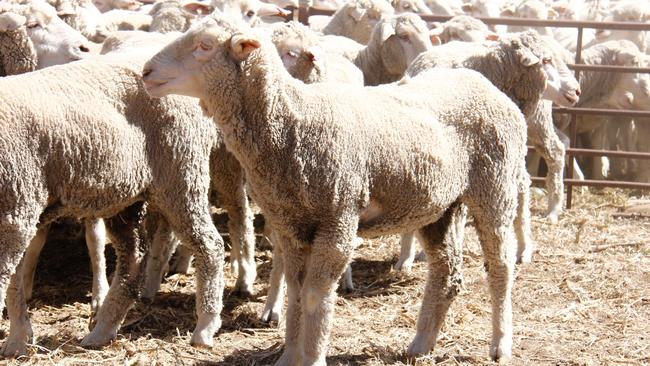 This pen of 202 Merino ewes, from Murgha, Moulamein, NSW, sold for $60 at the Hay sheep sale.