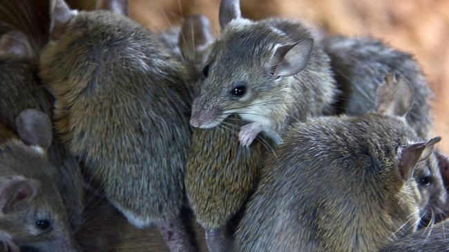 Grain growers in all mainland states need to be preparing for a potential mouse plague outbreak in spring.