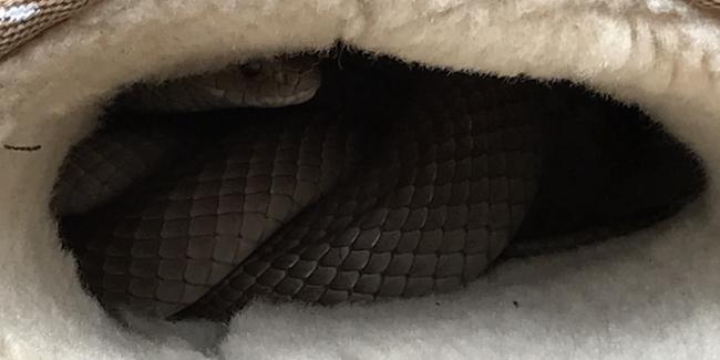 Ugg boots are a good place to store your eastern brown snakes to keep them warm. Picture: Facebook