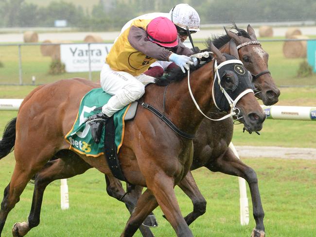 Tsitsipas will drop sharply in class when he contests Friday's VRC St Leger at Flemington. Picture: Racing Photos via Getty Images.