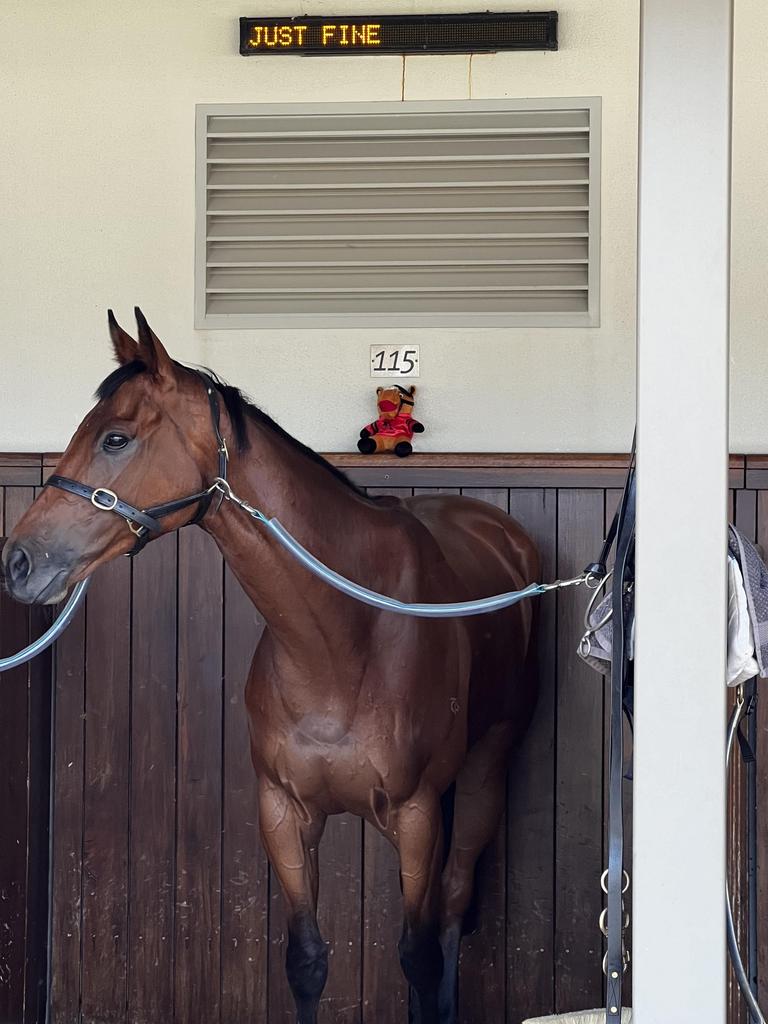 Just Fine, dubbed the "people's horse" at the Melbourne Cup. Picture: Newswire / Alexandra Feiam