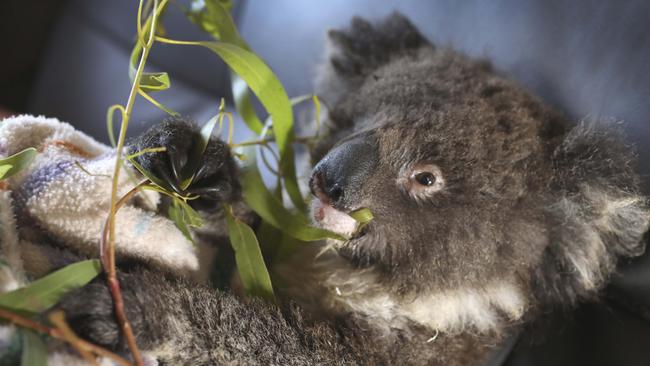 Baby koala "Larry" was rescued from the fires on Kangaroo Island. Picture: Dean Martin