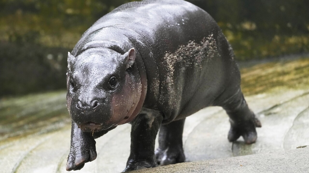 Baby hippo drawing thousands to Thailand Zoo