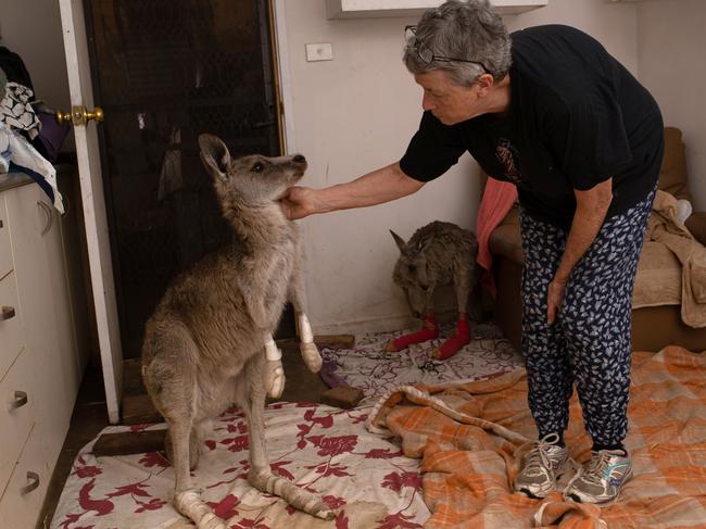 Wildlife caregiver Rosemary Austen soothes a burned kangaroo at the Possumwood Wildlife recovery centre. Picture: John Moore