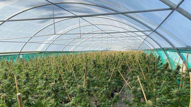 One of the grow houses found during a raid near Casino in northern NSW. Picture: NSW Police.