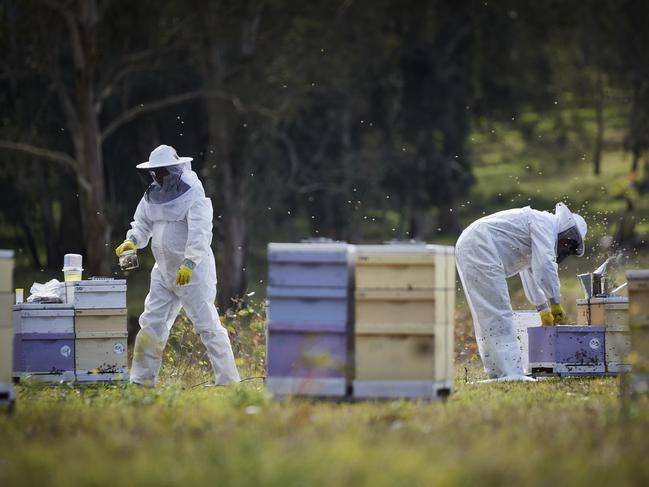 EMBARGO FOR TWAM 06 AUGUST 2022. FEE MAY APPLY.  Varroa mite: Peter O'Shanessy and David Dean take examine hives and take bee samples for testing, near Paterson, NSW Central Coast, 13 July, 2022. TWAM/Nick Cubbin