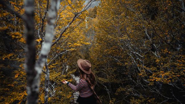 Fagus is endemic to the highlands of Tasmania.