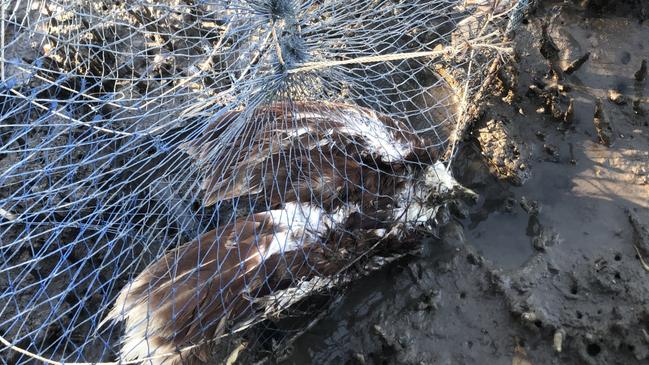 A dead bird trapped in a crab pot.