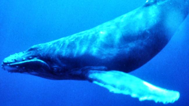 Chill - Blue whale swimming.