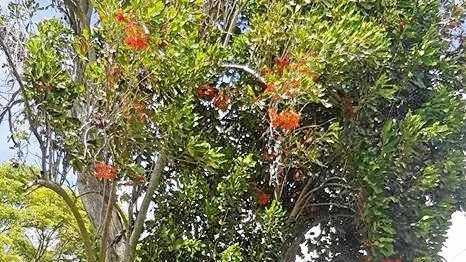 The Firewheel Tree before it was removed from the park. Picture: Contributed