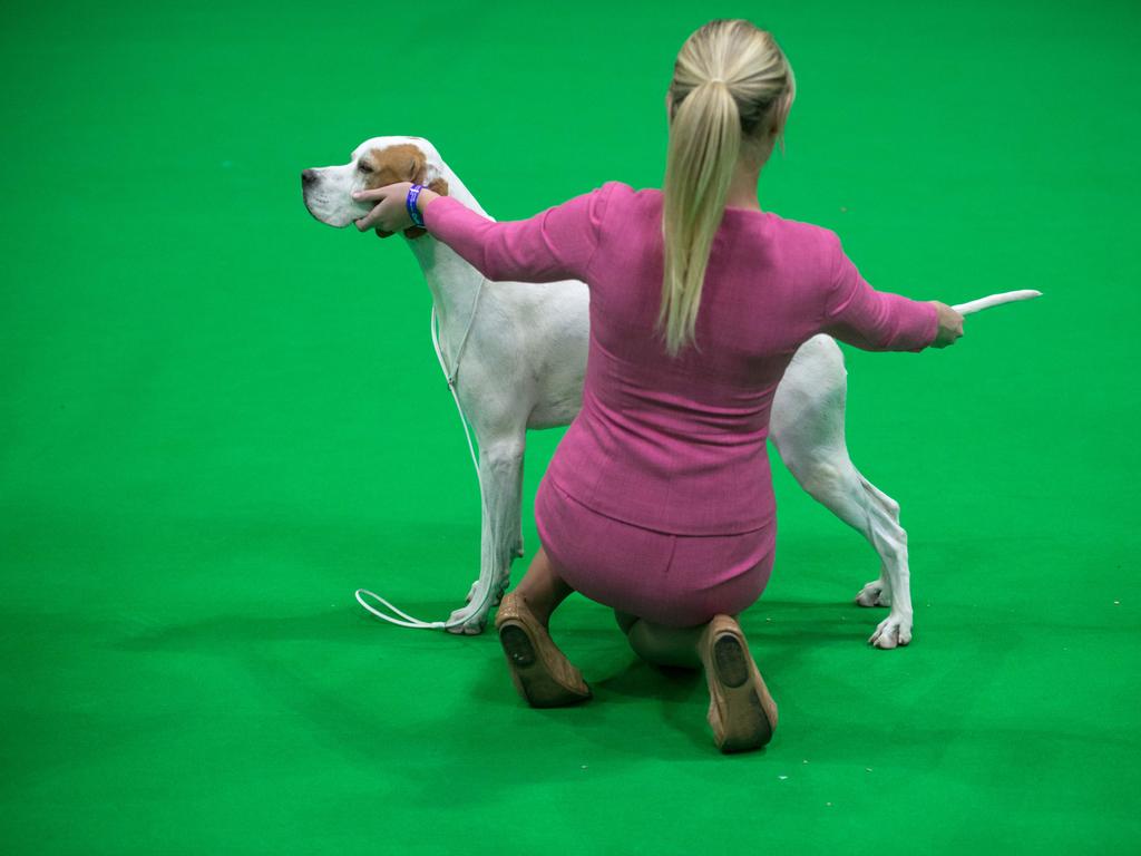 A woman from South Africa displays her pointer dog in a show ring as they take part in the Eukanuba World Challenge competition on the first day of the Crufts dog show at the National Exhibition Centre. Picture: AFP