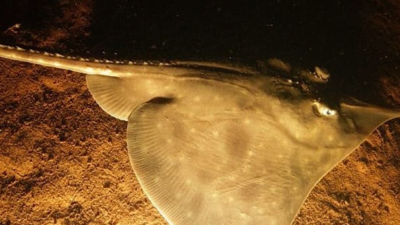 Maugean skate, an endangered species photographed in Macquarie Harbour.