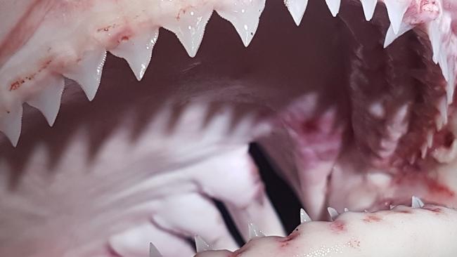 A close-up of the shark’s jaws.