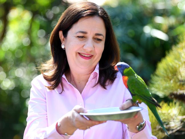 Premier Annastacia Palaszczuk feeds a rainbow lorikeet during a visit to Currumbin Wildlife Sanctuary on the Gold Coast yesterday. Picture: Dan Peled/NCA NewsWire