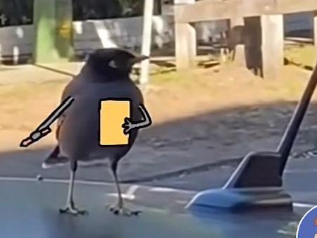 Animation by actor and author Sam Cotton of his chippie-bargaining seagull parking inspector. Image from Tik Tok @mrsamcotton