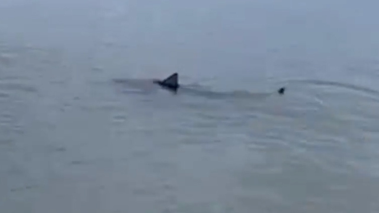 Port Phillip Bay: Shark sighting at Hampton beach in Melbourne | The ...