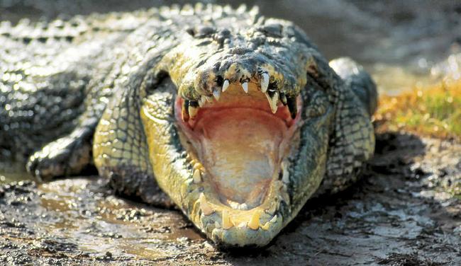 CROC WARNING: Authorities placed croc warning signs along the Boyne River in Tannum Sands and Boyne Island after a croc was spotted. 