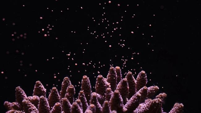 Coral species Acropora millepora releasing egg and sperm. Picture: Jamie Craggs