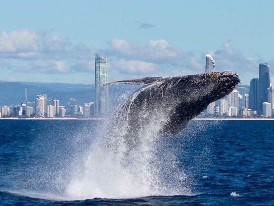 Whale season has begun. One of the first whales breaches off the waters in the Gold Coast during this year's season with the Surfers Paradise skyline in the background. Photo from Whales in Paradise.