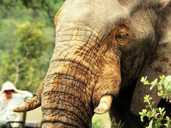 ELEPHANT OPEN FIELD WITH  PEOPLE IN BACKGROUND AFRICAN SAFARIescapenovember 22 2020my travel cv - aaron pedersen