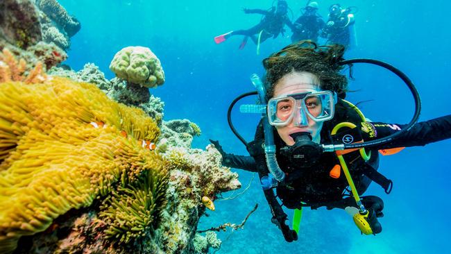 An underwater scene from Dreamtime Dive &amp; Snorkel, off Cairns