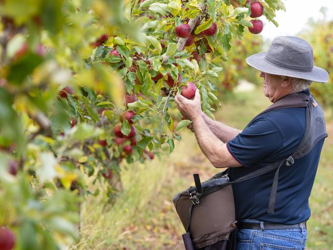 NEWS: FRUIT PICKINGSidney Aspland has been training young people in fruit picking, for the Pick Shepp program which is aiming to attract more people to the sector. He reckons Vic Govt's sign-on bonus has been working well.PICTURED: Generic apple orchard. Generic picking.PHOTOGRAPHER: ZOE PHILLIPS