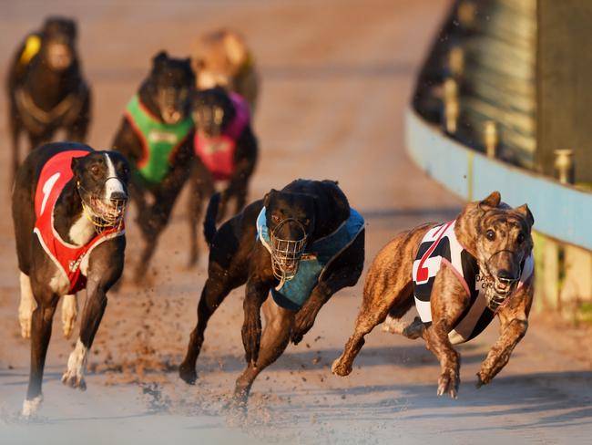 The recent NSW government report was damming of the state’s greyhound industry, finding up to 20 per cent of trainers engaged in livebaiting.