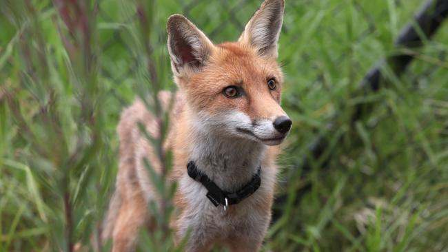 A sydney southwest school has hired contractors to take out red foxes reportedly roaming school grounds.