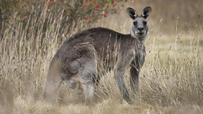 The plan to move the roos has been in the works for a year. Picture: Ellen Smith