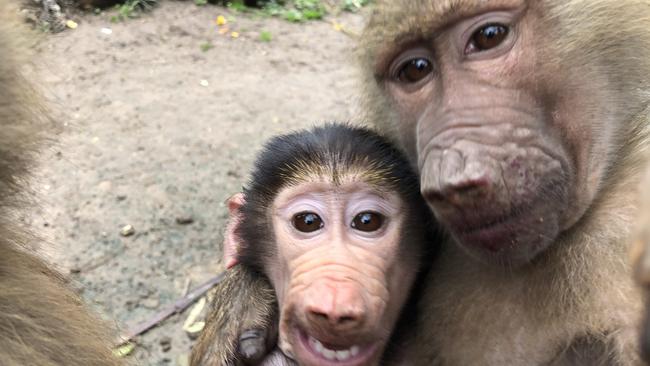 The discovery of ‘kamikaze’ grandmothers across numerous primate species is a telling example of how parenthood permanently transforms the brains of primates by shifting the focus from the self to preservation of others. Picture: Supplied