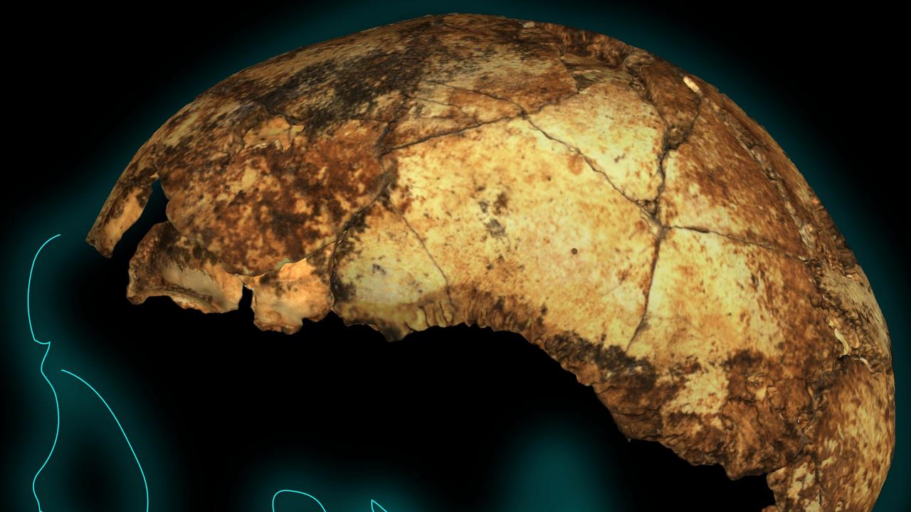 The DNH 134 Homo erectus skull outline.
