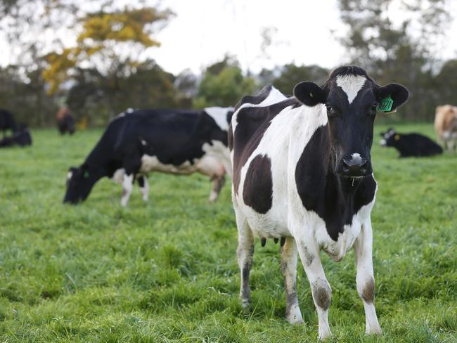 Moreland Council wants to reduce greenhouse gases. Picture: Andy Rogers