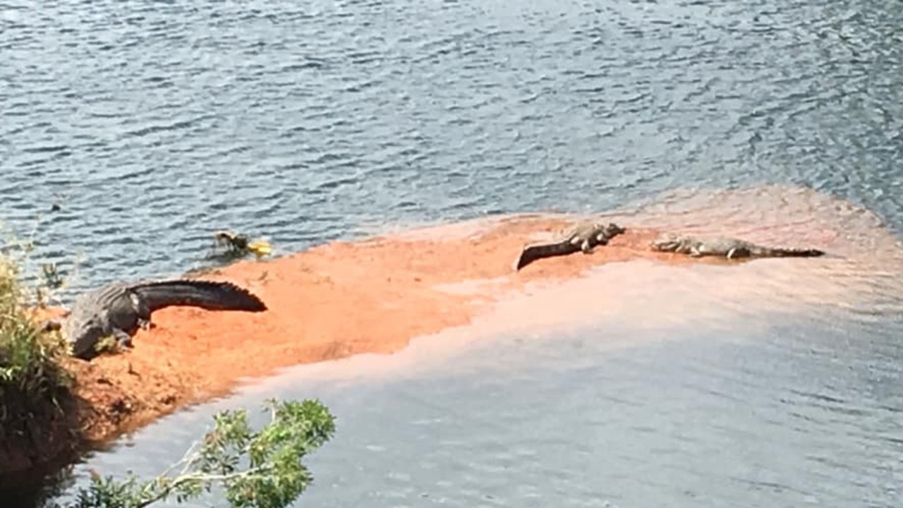 Crocodiles: trio of saltwater crocs photographed sunbaking on